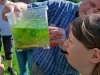Mobiles Aquarium mit Stichlingen