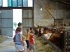 Neugierige Rinder und Kinder